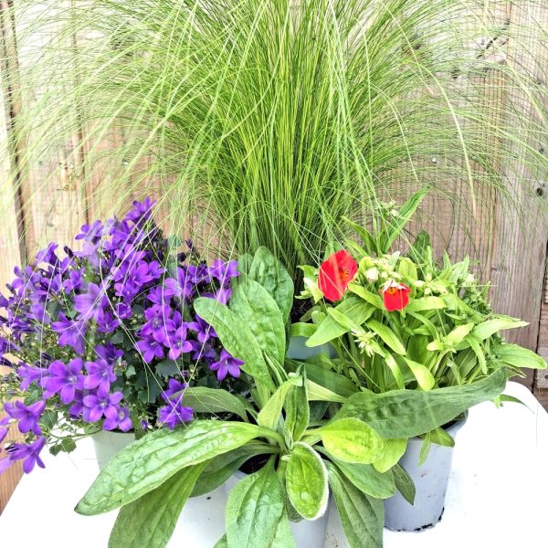 Grass & Flower Bundle at Hever Tortoise world