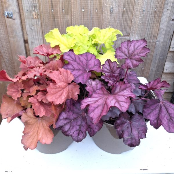 Heuchera plant for shady tortoise enclosures at Hever Tortoise World