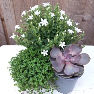 Indoor Tortoise Enclosure Live Plant Collection: Campanula, Soleirolia, Echeveria at Hever Tortoise World