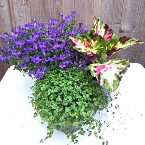 Indoor Tortoise Enclosure Live Plant Collection: Campanula, Soleirolia, Coleus online at Hever Tortoise World