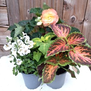 Isola Bella Live Plant Collections for Tortoises