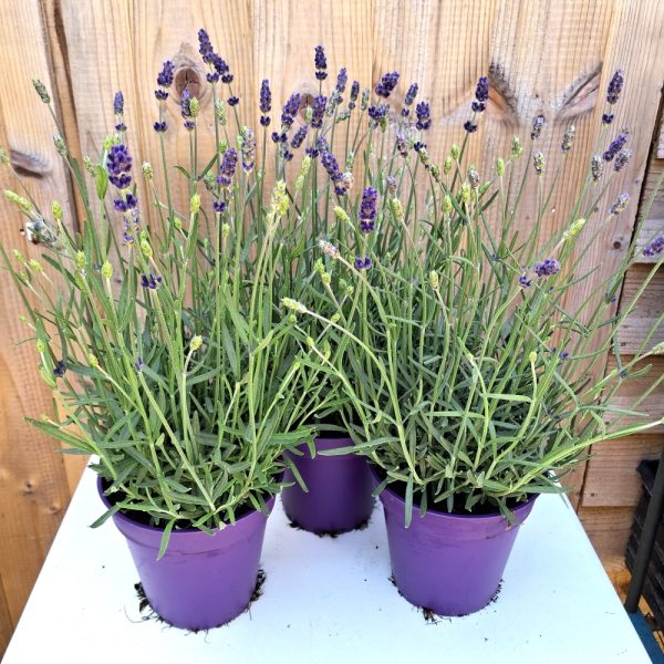 Lavender Hidcote for tortoise enclosures at Hever Tortoise World