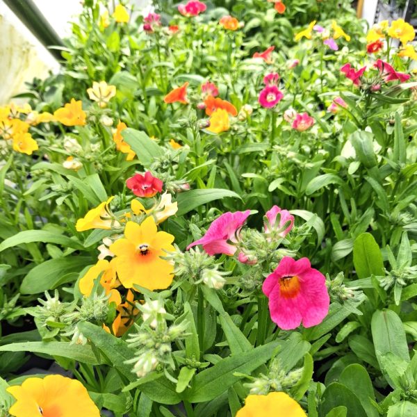 Nemesia Sundrops for tortoise enclosures at Hever Tortoise World Nemesia Sundrops for tortoise enclosures at Hever Tortoise World online
