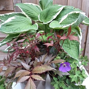 Perennial Plant Collection for Shade at Hever Tortoise World