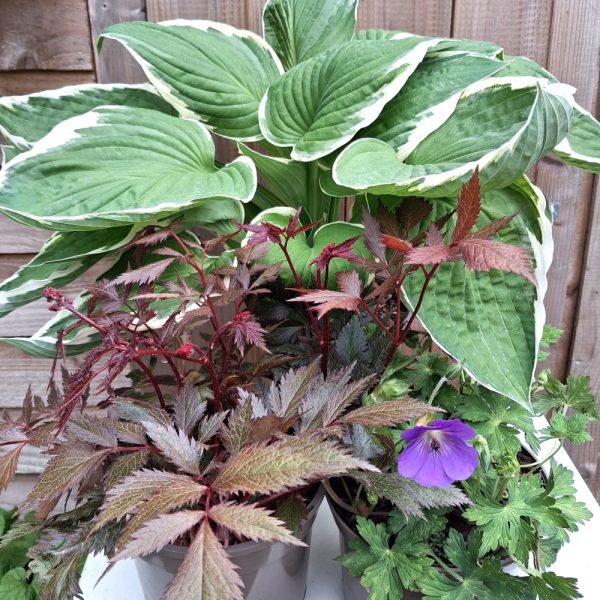 Perennial Plant Collection for Shade at Hever Tortoise World