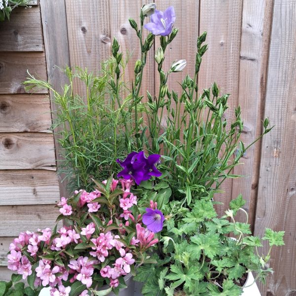 perennial plant collection for sunny tortoise enclosures by Hever Tortoise World