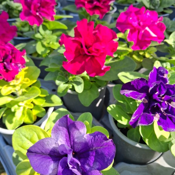 Petunia organically grown for tortoises at Hever Tortoise World