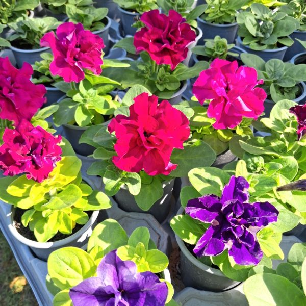 Petunia organically grown for tortoises online at Hever Tortoise World
