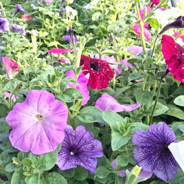 buy Petunia organically grown for tortoises