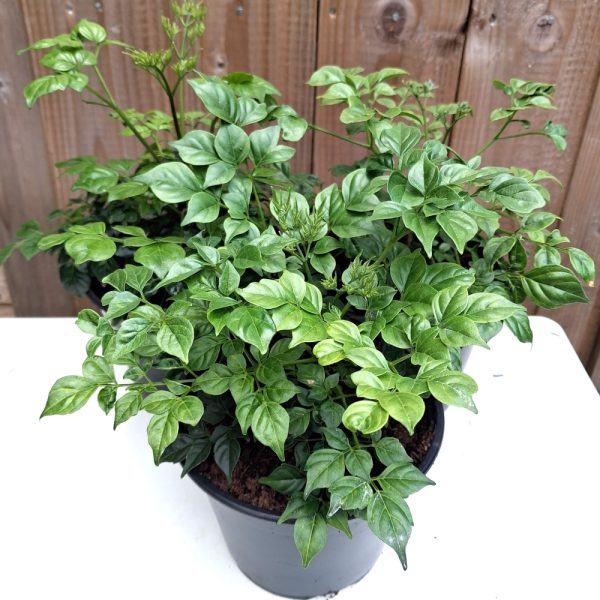 Radermacheria sinica China Doll Plant plant at hever tortoise world