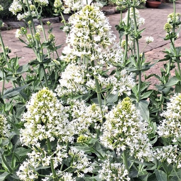 Red valerian white form for tortoise enclosures at Hever Tortoise World