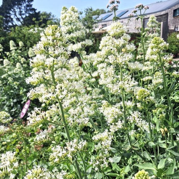 Red valerian white form for tortoise enclosures Hever Tortoise World