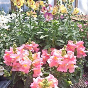 Snapdragons for tortoise enclosures online at Hever Tortoise World