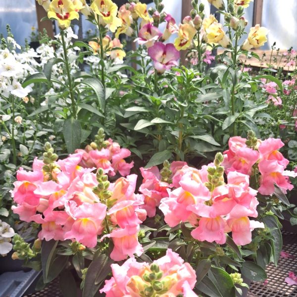 Snapdragons for tortoise enclosures online at Hever Tortoise World