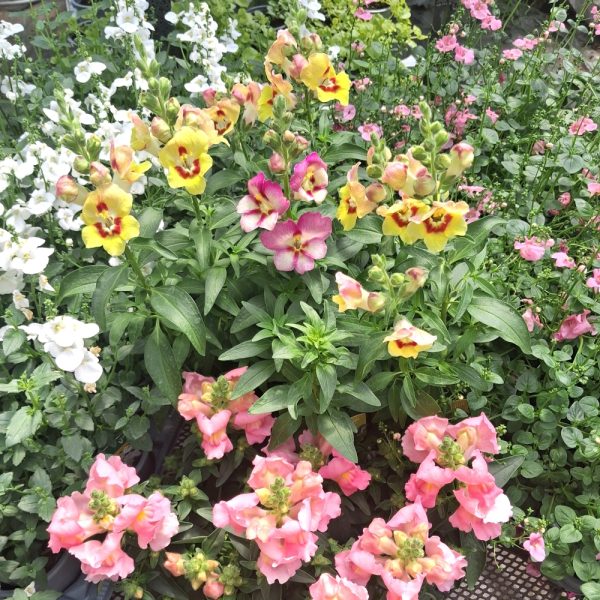 Snapdragons for tortoise enclosures at Hever Tortoise World