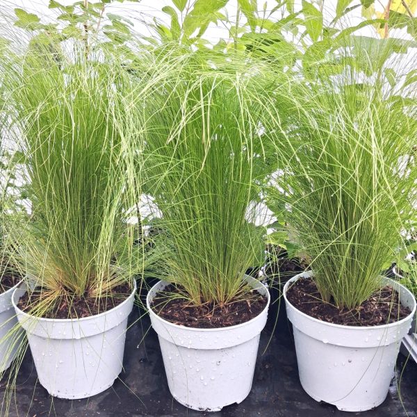 Stipa tenuissima grasses for outdoor tortoise enclosures at Hever Tortoise World