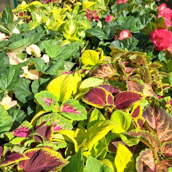 coleus and begonia for Isola Bella Live Plant Collections for Tortoises coleus and begonia for Isola Bella Live Plant Collections for Tortoises at Hever Tortoise World