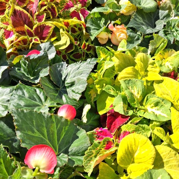 coleus & begonia for Isola Bella Live Plant Collection coleus and begonia for Isola Bella Live Plant Collections for Tortoises Hever Tortoise World