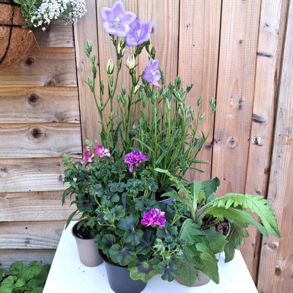 outdoor tortoise enclosure Live Plant Bundle at Hever tortoise world