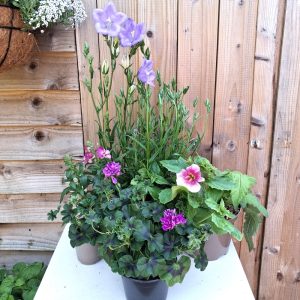 outdoor tortoise enclosure Live Plant Bundle with Mimulus add on
