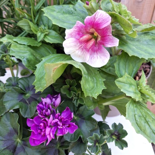 outdoor tortoise enclosure Live Plant Bundle with Mimulus add on at hever tortoise world