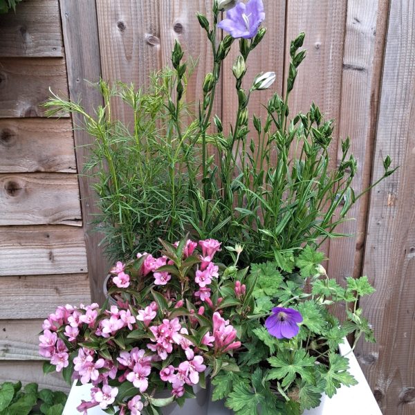 perennial plant collection for sunny tortoise enclosures online at Hever Tortoise World