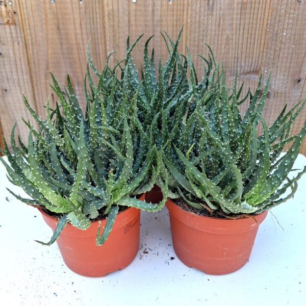 Aloe humilis for tortoise enclosures buy Aloe humilis for tortoises online for tortoises