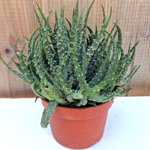 Aloe humilis for tortoises Aloe humilis for tortoises at hever tortoise world
