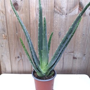 Aloe vera for tortoises large at hever tortoise world