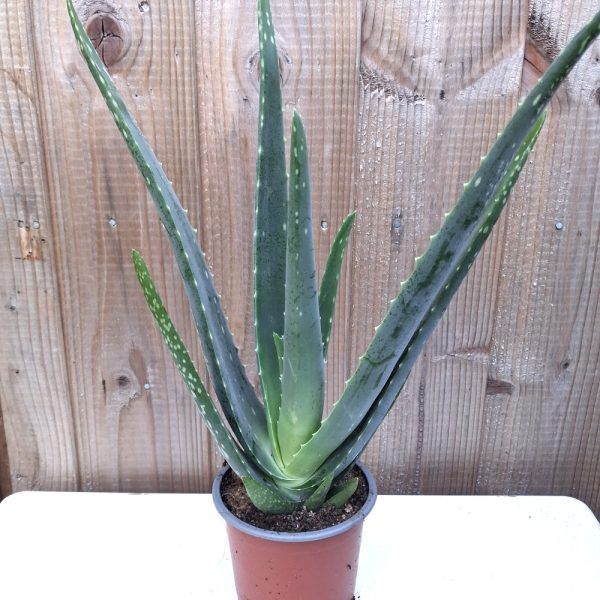 Aloe vera for tortoises large Aloe vera for tortoises large at hever tortoise world