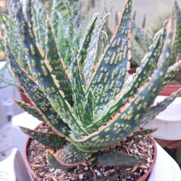 Aloe zebrina for tortoise enclosures Aloe zebrina for tortoise enclosures at hever tortoise world