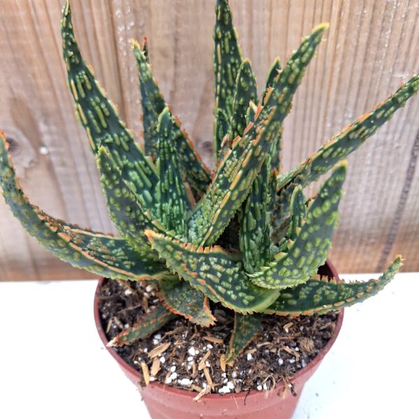 Aloe zebrina for tortoises Aloe zebrina for tortoises at hever tortoise world