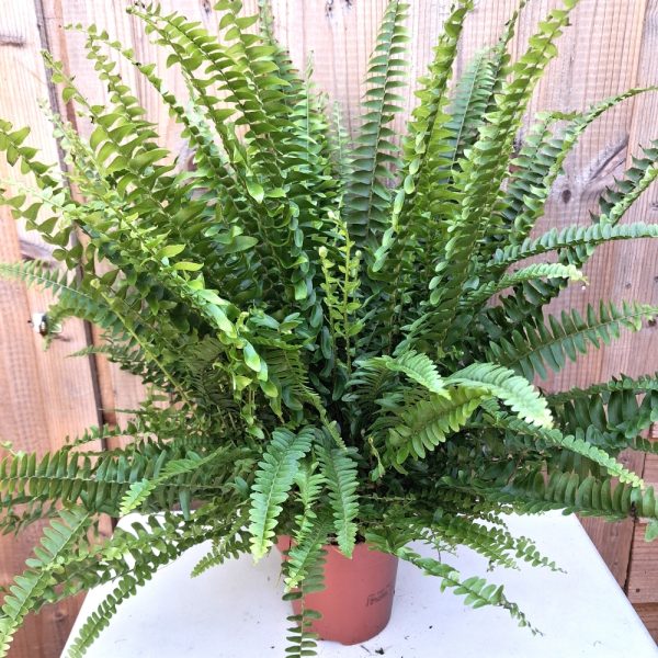 Boston Fern large for indoor tortoise enclosures at hever tortoise world
