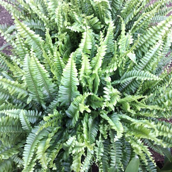 Boston Fern large for indoor tortoise enclosures 2 at hever tortoise world
