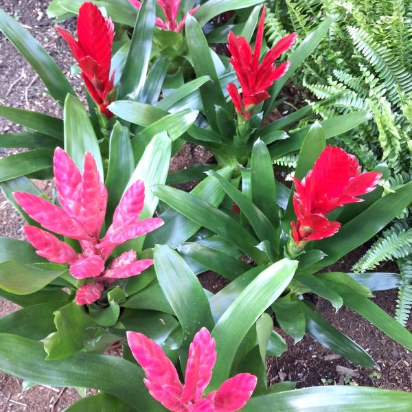 Bromeliad for tortoise enclosures at hever tortoise world