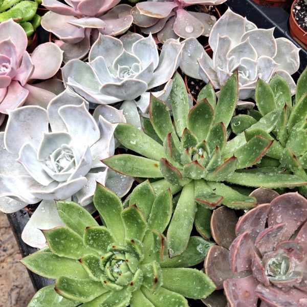 Echeveria for tortoises at hever tortoise world