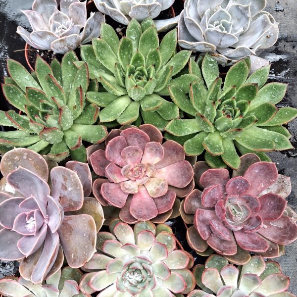 Echeveria for tortoises 2 Echeveria for tortoises 2 at hever tortoise world