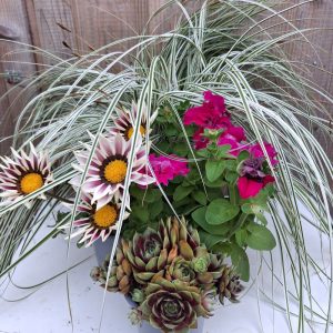 Flowers & Grass Live Plant Bundle for Tortoises at hever tortoise world