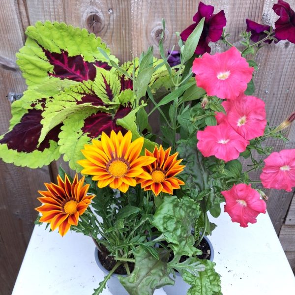 Flowers & Weeds Live Plant Bundle for Tortoises Flowers & Weeds Live Plant Bundle for Tortoises at hever tortoise world