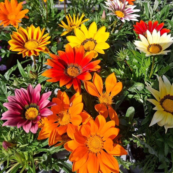 Gazania plants for tortoises at hever tortoise world