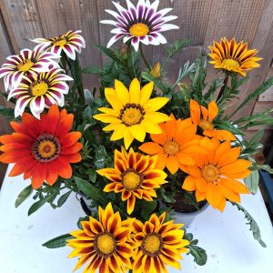 Gazania plants for tortoises 2