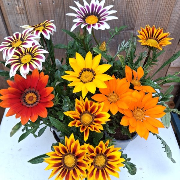 Gazania plants for tortoises 2