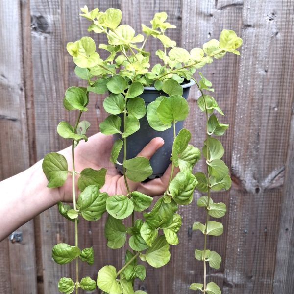 Lysimachia (Creeping Jenny) for tortoises online at Hever Tortoise World
