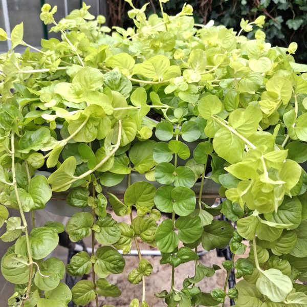 Lysimachia (Creeping Jenny) for tortoises at Hever Tortoise World