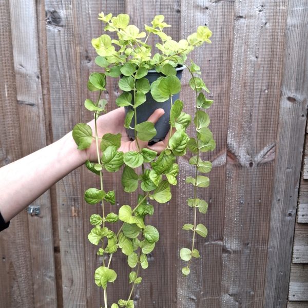 Lysimachia (Creeping Jenny) for tortoises 3 at Hever Tortoise World