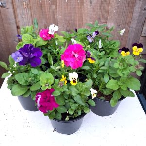 Multiflower pot for tortoises at Hever Tortoise World