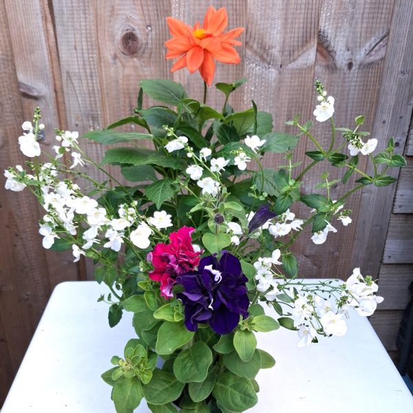 New Edition Flower Power at Hever Tortoise world