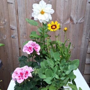 New Edition Flowers & Sow Thistle at Hever Tortoise World