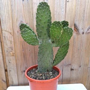 Opuntia consolea for tortoises at hever tortoise world