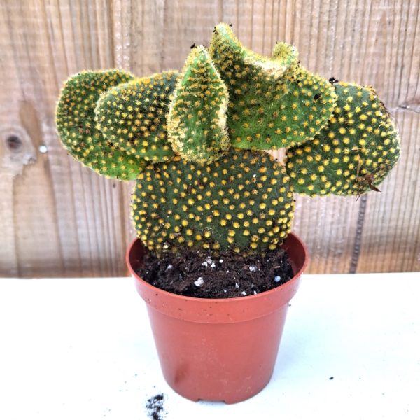 Opuntia cristata for tortoises Opuntia cristata for tortoises at hever tortoise world